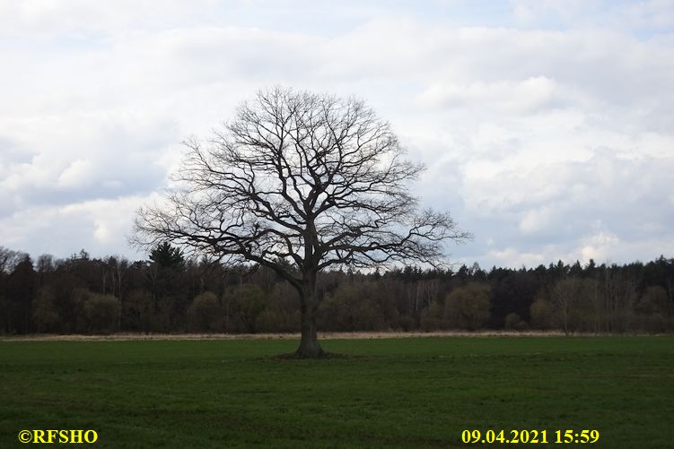 Eiche, Neue-Land-Weg