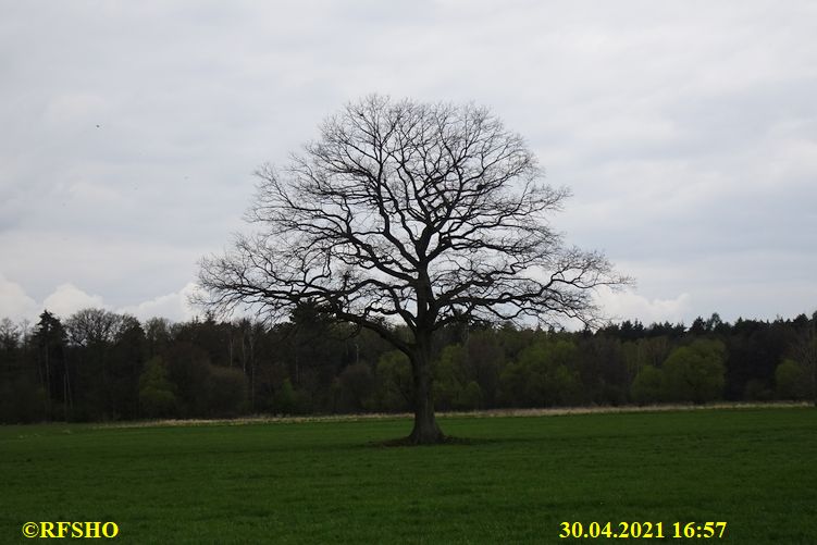 Eiche, Neue-Land-Weg