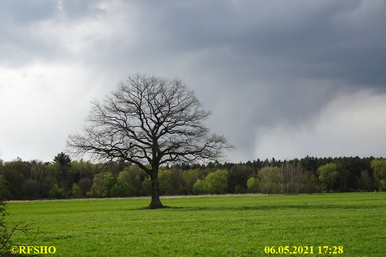 Eiche, Neue-Land-Weg 