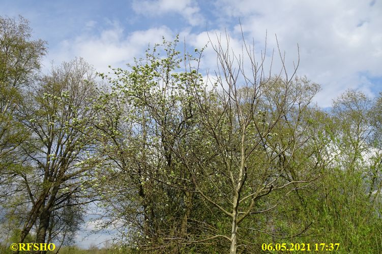 Ise Lübingshorster Brücke