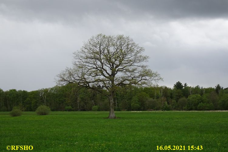 Eiche Neue-Land-Weg