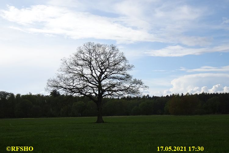 Eiche, Neue-Land-Weg 