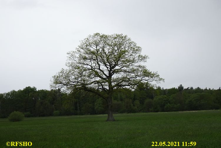 Marschstrecke, Eiche Neue-Land-Weg