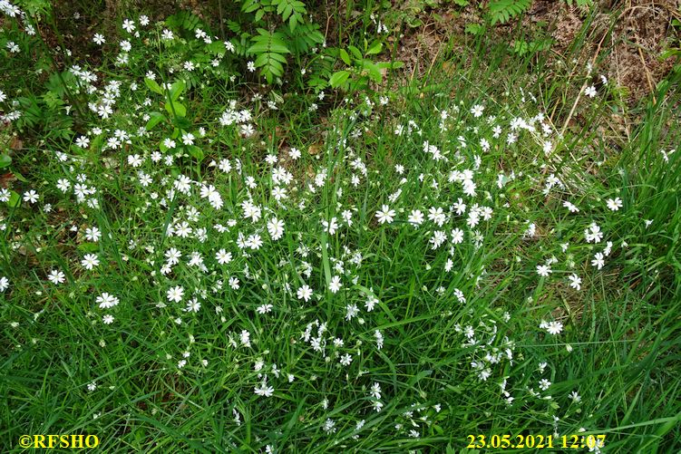 Marschstrecke, Großer Leu