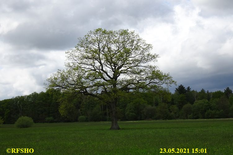 Marschstrecke, Eiche Neue-Land-Weg