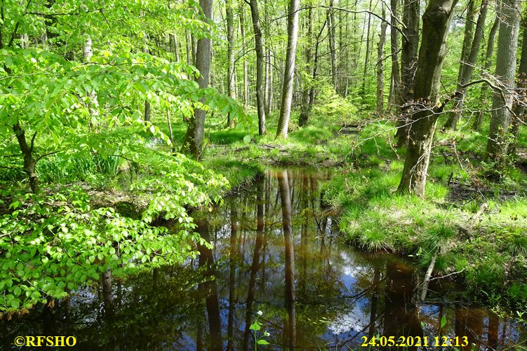 Momerbach im Kiekenbruch