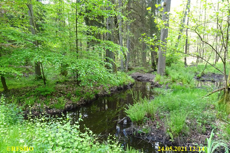 Momerbach im Kiekenbruch