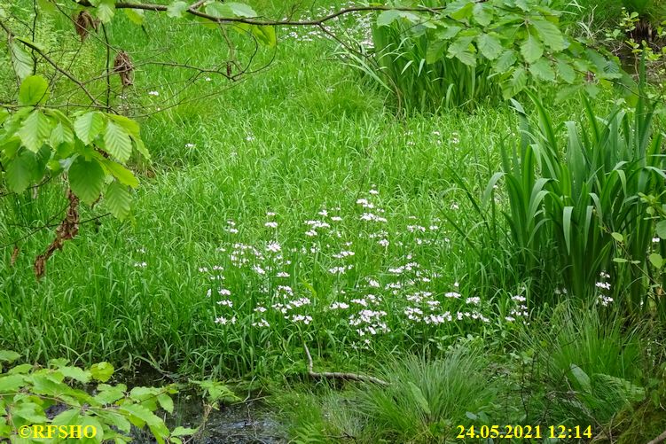 Momerbach im Kiekenbruch