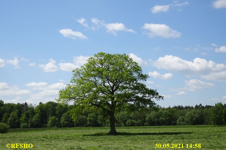 Eiche Neue-Land-Weg