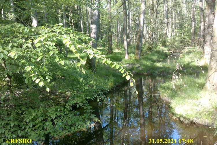 Momerbach im Kiekenbruch