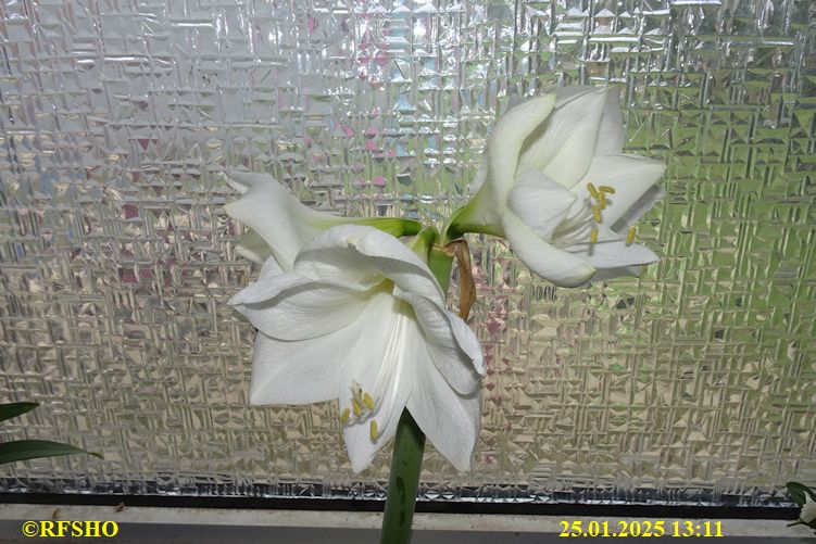 Amaryllis