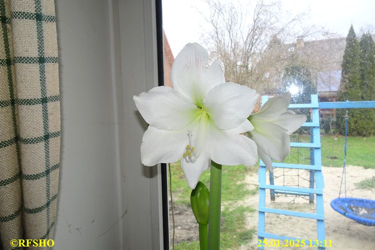 Amaryllis