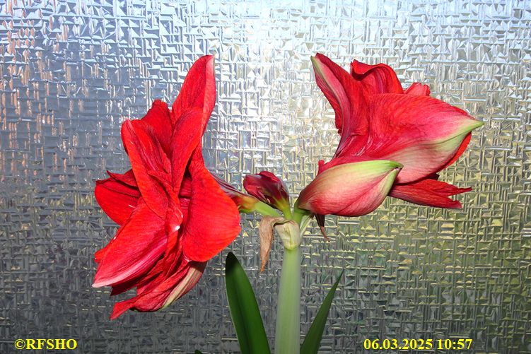 Amaryllis