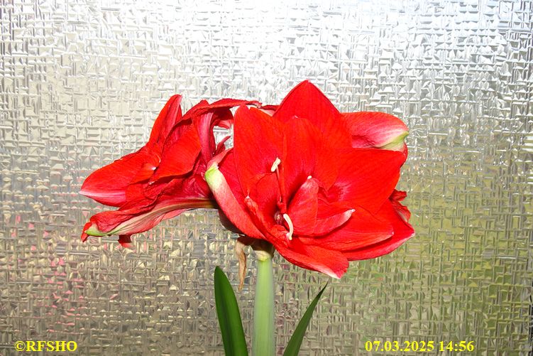 Amaryllis