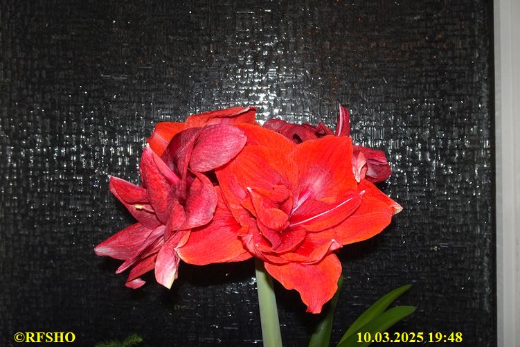 Amaryllis