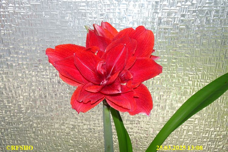 Amaryllis