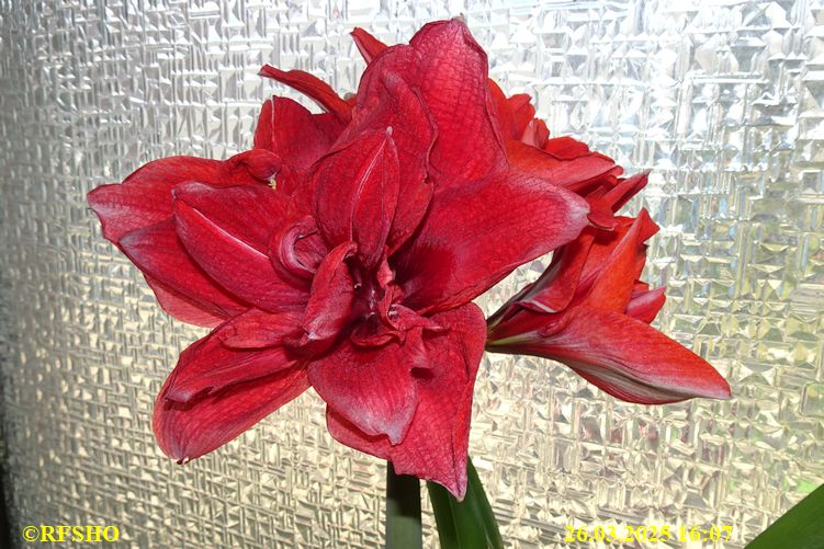 Amaryllis