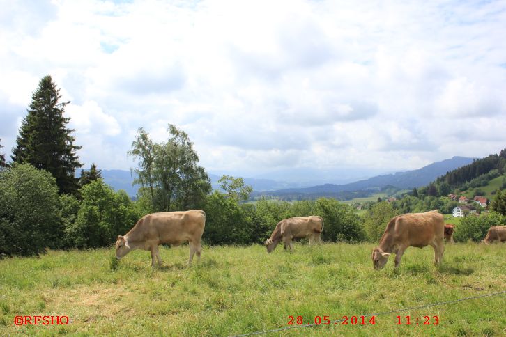 Scheidegg Wanderung zum Kreuzberg