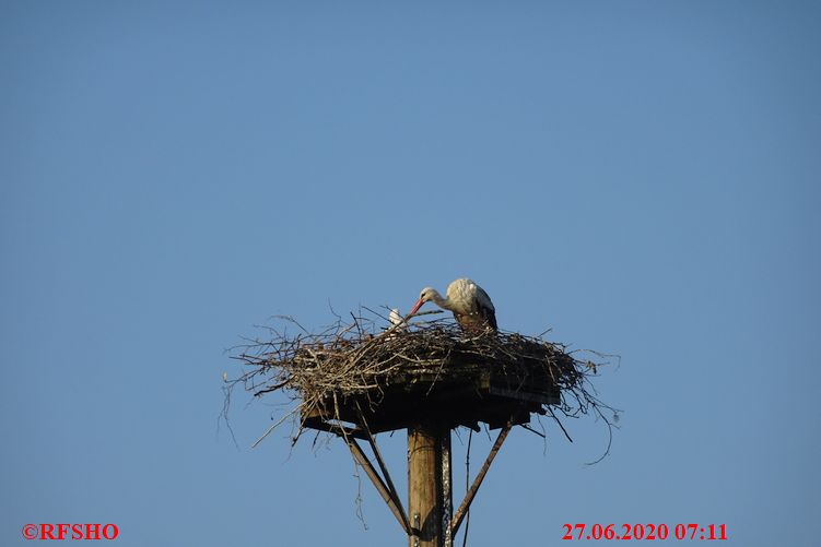 Schönewörde, Storch