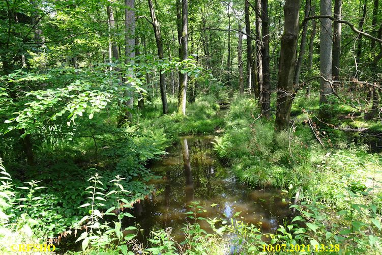 Momerbach im Kiekenbruch