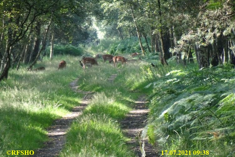 Marschstrecke im Moor