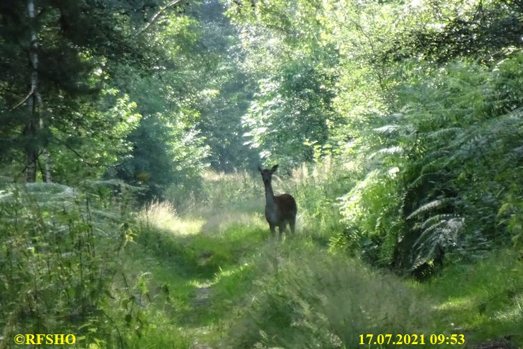 Marschstrecke im Moor