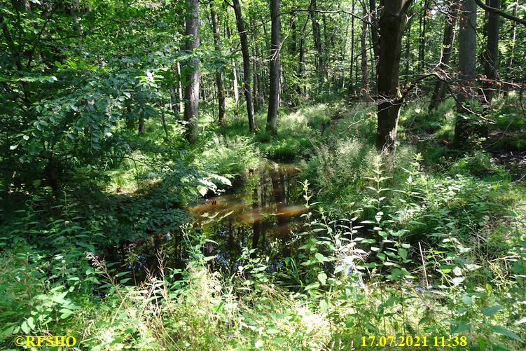 Marschstrecke am Momerbach im Kiekenbruch