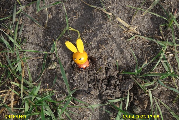 hier wachsen die Osterhasen