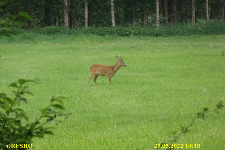 Bahlwiesen