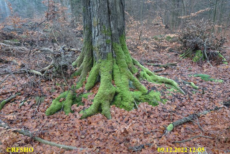 Marschstrecke, Großer Leu