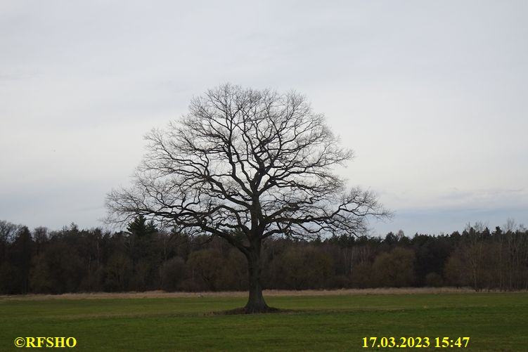 Marschstrecke, Eiche Neues Land Weg