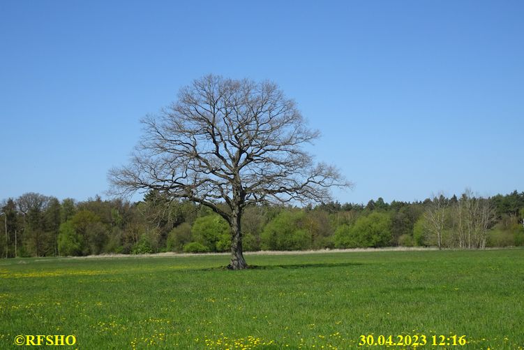 Marschstrecke, Eiche Neues Land Weg