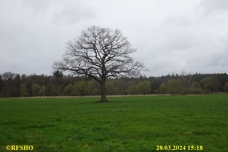 Marschstrecke, Eiche Neues Land Weg