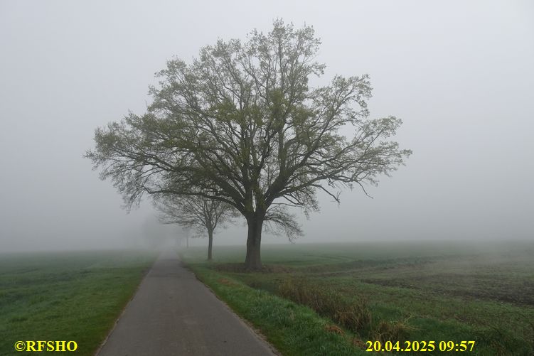 Marschstrecke, Eiche Schützenstraße