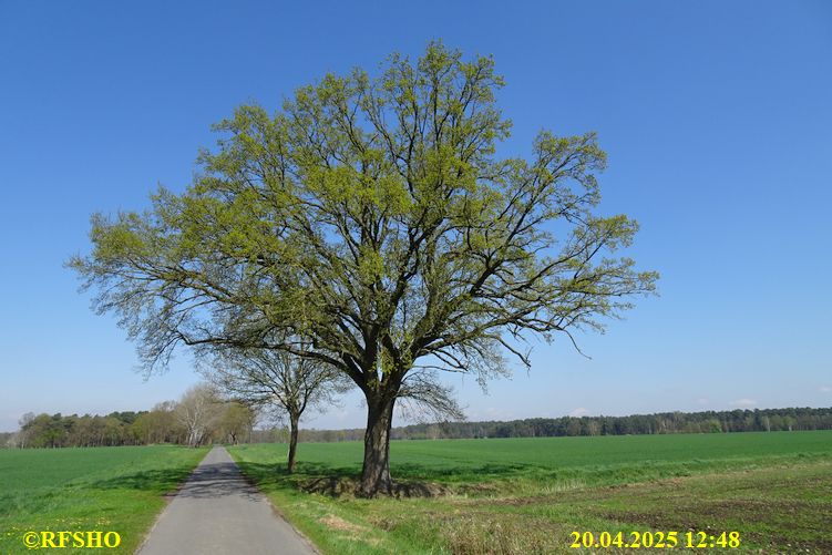 Marschstrecke, Eiche Schützenstraße