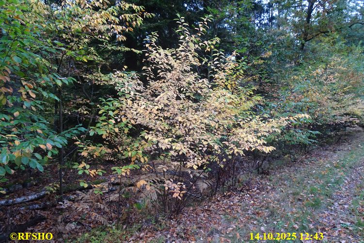 Marschstrecke, Großer Leu