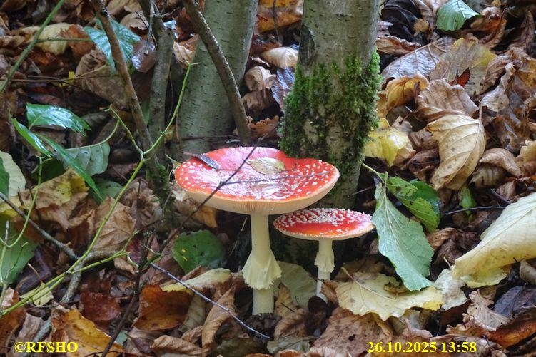 Marschstrecke FA 2168