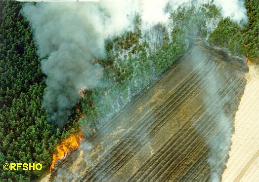 Waldbrand Celle Arloh 31.07.99