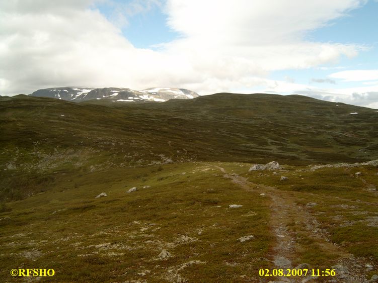 Gulsteinhovda