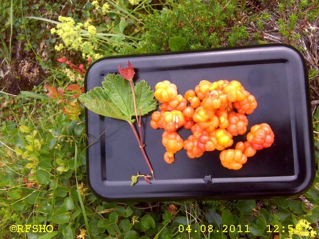 Hanguren, Moltebeeren