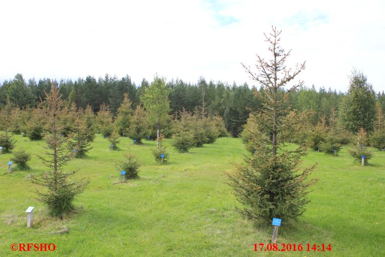 Wanderung zum Santa Claus Forest