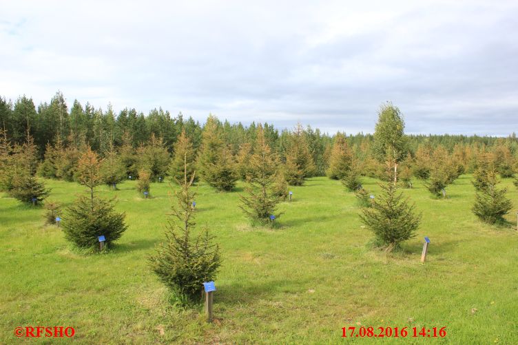 Wanderung zum Santa Claus Forest