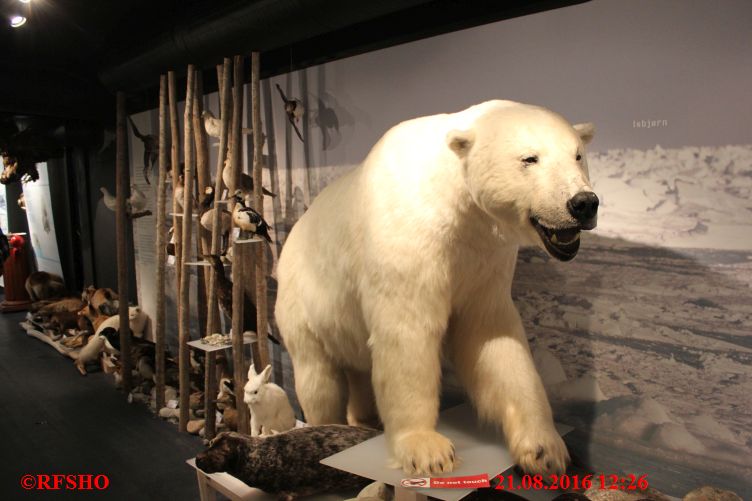 Hammerfest, Isbjørnklubben