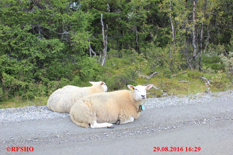 Peer Gynt Vegen