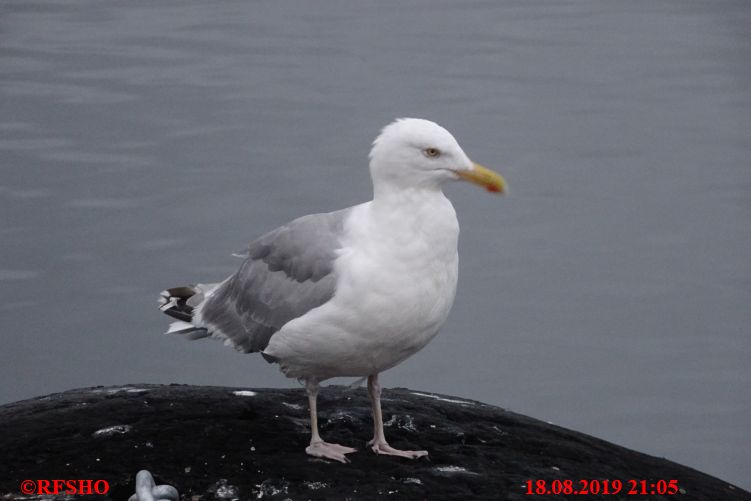 Svolvær0