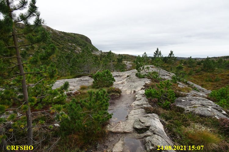 Bremsneshola