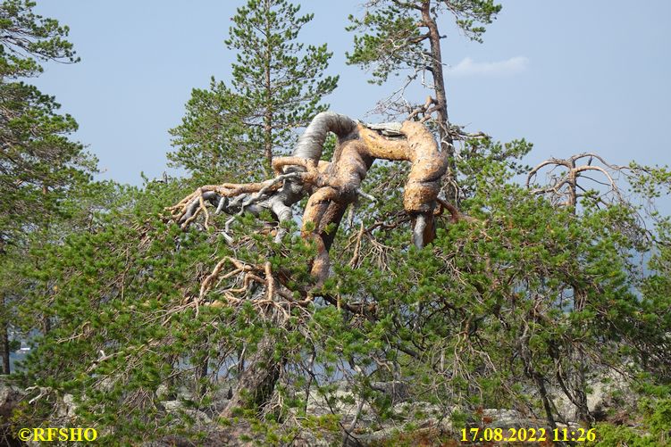 Aavasaksa