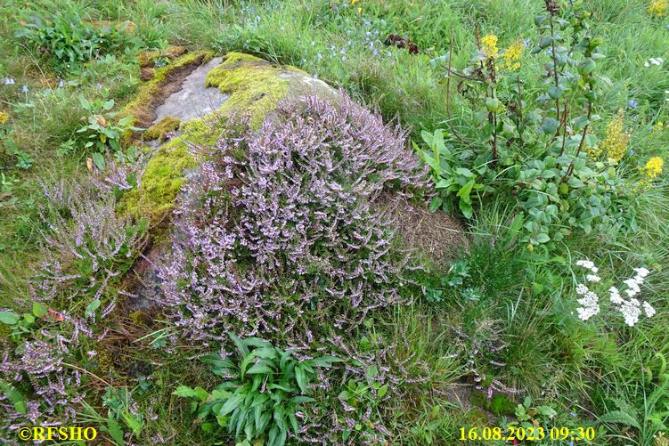 Stenskeppet − Blomsholm
