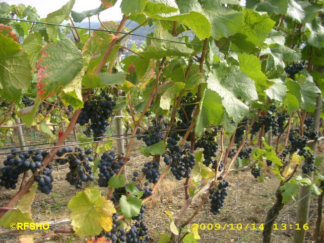 Ahr Rotwein