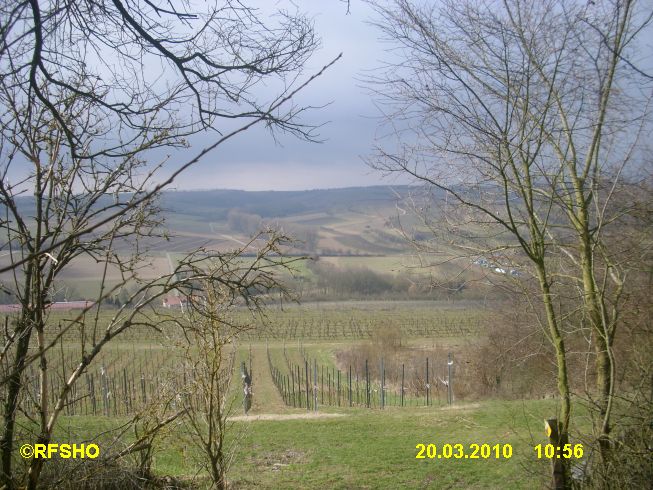 Weinberg bei Appenheim